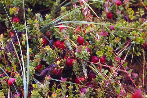  Cranberry Bog Maniac! Un Racconto Americano del XVIII Secolo sui Pericoli di Una Curiosità Esagerata.