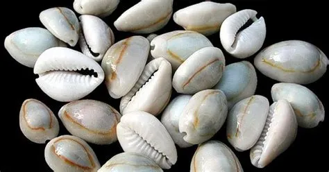  The X-Marked Cowrie Shell: A Tale of Sacrifice, Greed, and Cosmic Justice From First Century Nigeria!